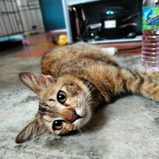 Manja - Domestic Medium Hair + Torbie Cat