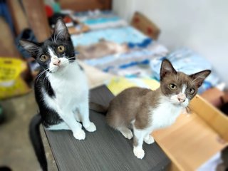 Twick &amp; Mars - Domestic Short Hair Cat