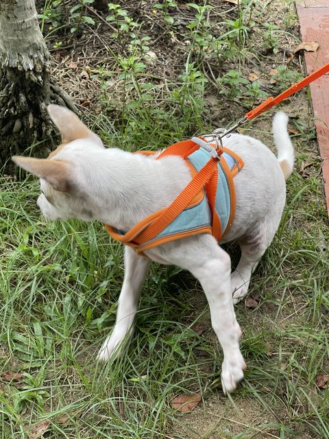 Pinky  - Mixed Breed Dog