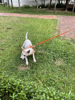 Pinky  - Mixed Breed Dog