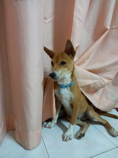 袜子 Wazi - Mixed Breed Dog