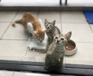 Yura &amp; Yuri - Domestic Short Hair Cat