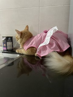 Goldie - Domestic Long Hair Cat