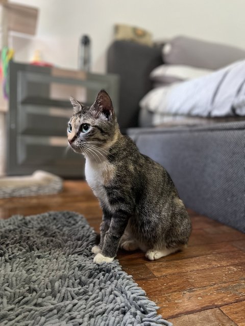 Coco - Domestic Short Hair Cat
