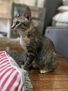 Coco - Domestic Short Hair Cat