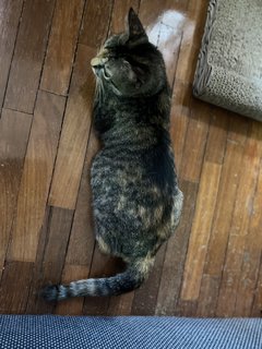 Coco - Domestic Short Hair Cat