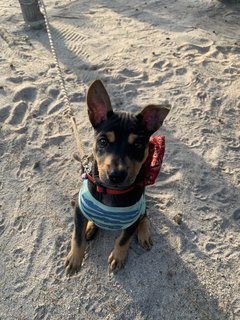 Boi - Miniature Pinscher Mix Dog