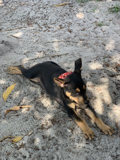 Boi - Miniature Pinscher Mix Dog