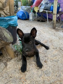 Roxy - Mixed Breed Dog