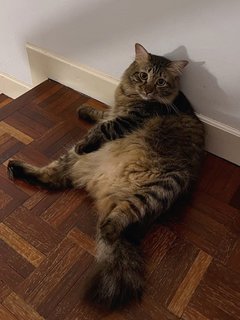 Leon - Domestic Long Hair Cat