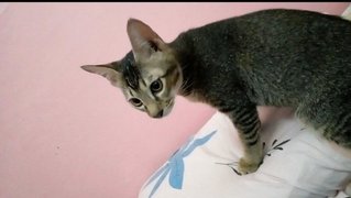 Mimo - Domestic Short Hair Cat