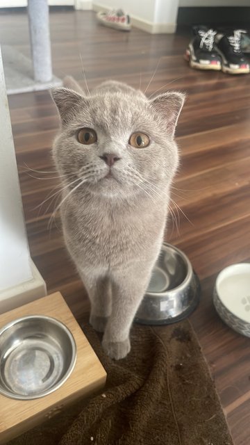 Ash - British Shorthair Cat