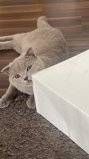 Ash - British Shorthair Cat