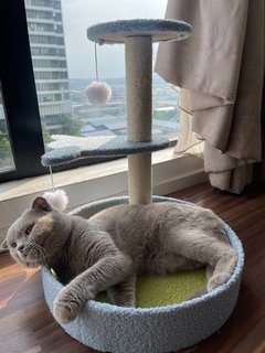 Ash - British Shorthair Cat