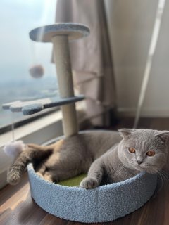 Ash - British Shorthair Cat