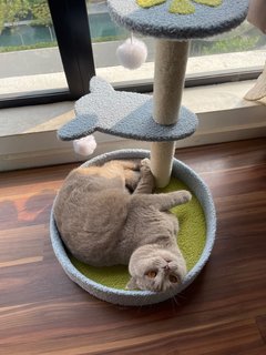 Ash - British Shorthair Cat