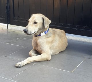 Starlet - Mixed Breed Dog