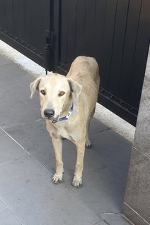 Starlet - Mixed Breed Dog