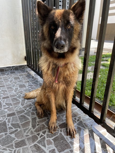 Mellanie  - Belgian Shepherd Tervuren Dog