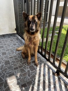 Mellanie  - Belgian Shepherd Tervuren Dog