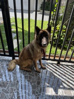 Mellanie  - Belgian Shepherd Tervuren Dog