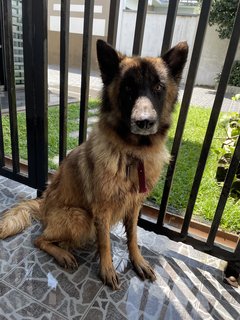 Mellanie  - Belgian Shepherd Tervuren Dog