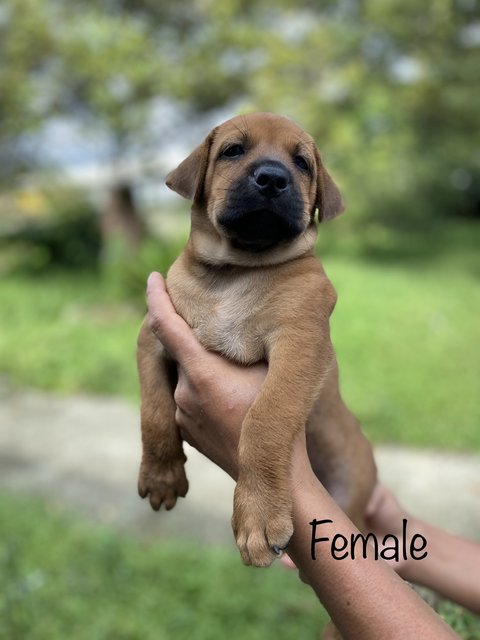 PF119147 - Mixed Breed Dog