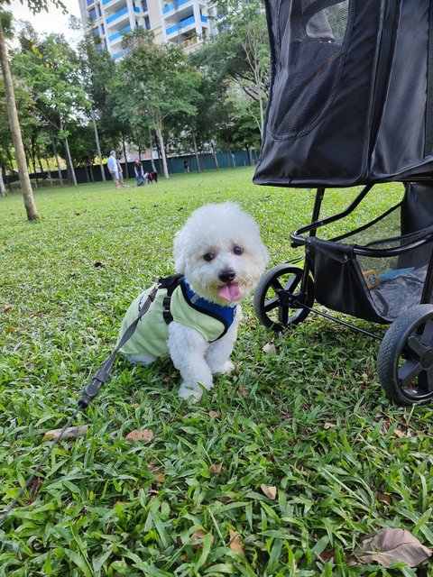 Kimchi - Mixed Breed Dog