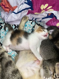 Bella Snd Her 4 Kittens  - Domestic Medium Hair Cat