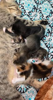 Bella Snd Her 4 Kittens  - Domestic Medium Hair Cat