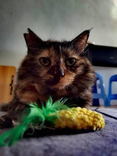 Memeko - Domestic Medium Hair Cat