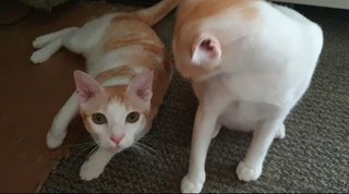 Mickey &amp; Millie - Domestic Short Hair Cat