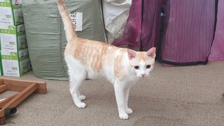 Mickey &amp; Millie - Domestic Short Hair Cat