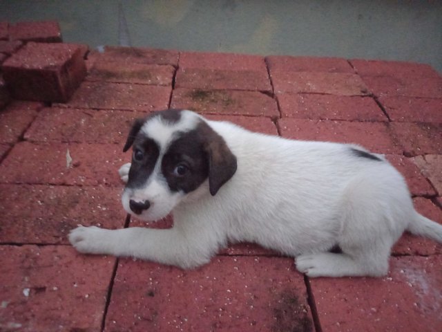 Bonnie - Mixed Breed Dog