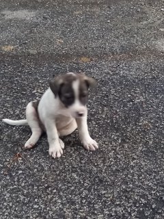 Bonnie - Mixed Breed Dog