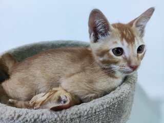 Mango &amp; Tango - Domestic Short Hair Cat