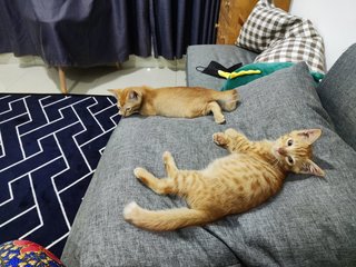 Mango &amp; Tango - Domestic Short Hair Cat