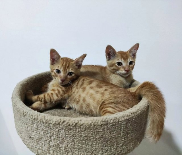 Mango &amp; Tango - Domestic Short Hair Cat