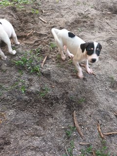 Bessie - Pointer Mix Dog