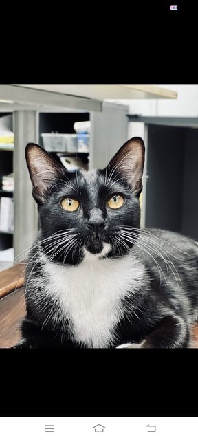 Lulu - Domestic Short Hair + Tuxedo Cat