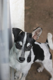 Cyndi Lauper - Mixed Breed Dog