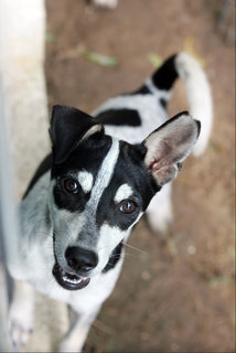 Cyndi Lauper - Mixed Breed Dog