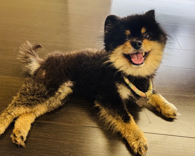 Coco - Pomeranian Dog