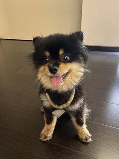 Coco - Pomeranian Dog