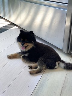 Coco - Pomeranian Dog