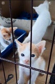 Kittens - Domestic Short Hair Cat