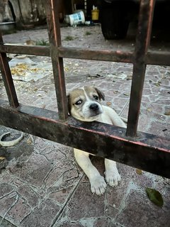 Bunny  - Mixed Breed Dog