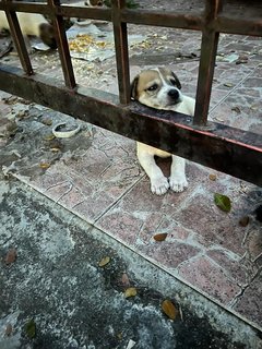 Bunny  - Mixed Breed Dog