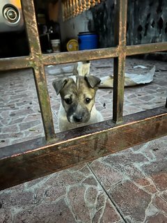 Bunny  - Mixed Breed Dog