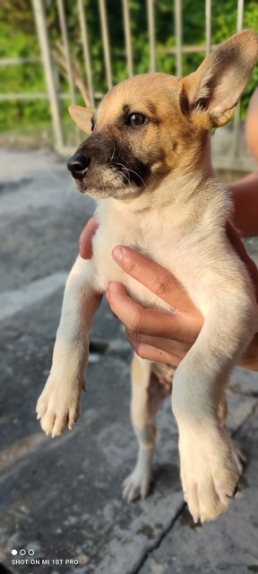 Various Mixed Puppies - Mixed Breed Dog